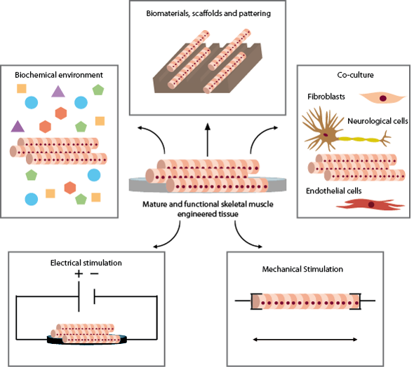 Bild: External-stimulation-regulators